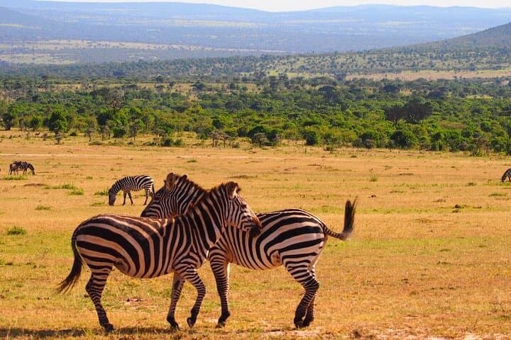 4-Day Masai Mara & Lake Nakuru Budget Safari — Big Five, Flamingos and Rift Valley Views photo 3