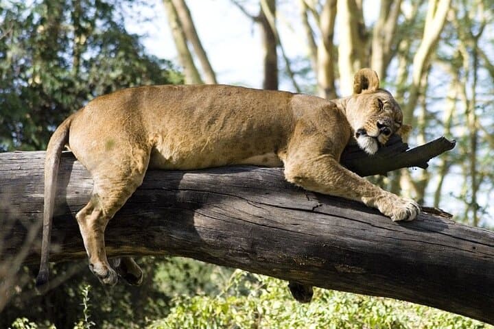 4-Day Masai Mara & Lake Nakuru Budget Safari — Big Five, Flamingos and Rift Valley Views