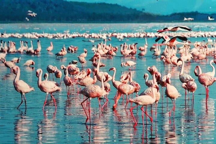 4-Day Masai Mara & Lake Nakuru Budget Safari — Big Five, Flamingos and Rift Valley Views photo 5