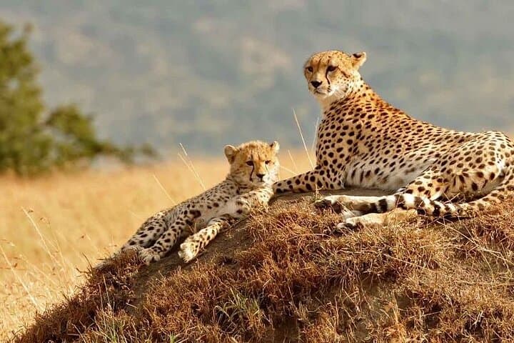 4-Day Masai Mara & Lake Nakuru Budget Safari — Big Five, Flamingos and Rift Valley Views photo 6