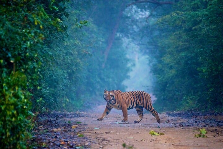 Goa to Jim Corbett: 2-Day Wild Escape Safari by Air photo 2