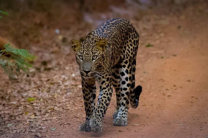 Wilpattu Leopard Safari: Full-Day Guided Wildlife Drive from Colombo