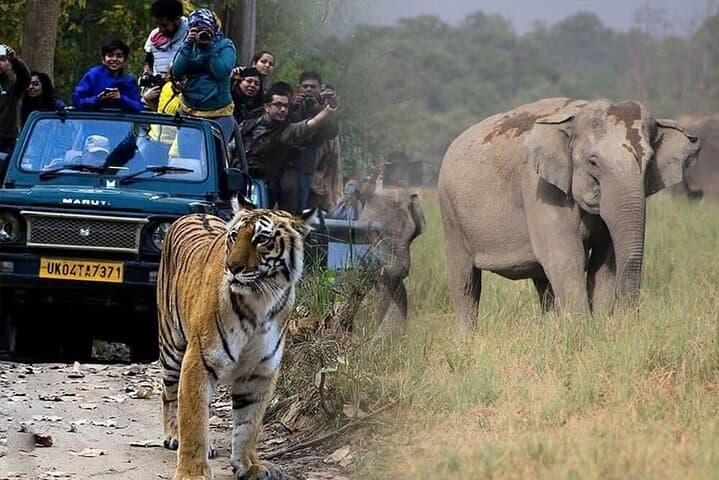 Goa to Jim Corbett: 2-Day Wild Escape Safari by Air photo 5