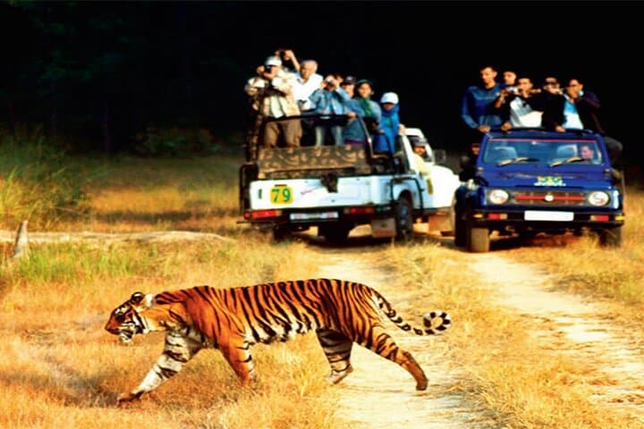 Same-Day Sariska & Jhalana Safari from Delhi — Tigers, Leopards & Jaipur Sights photo 6