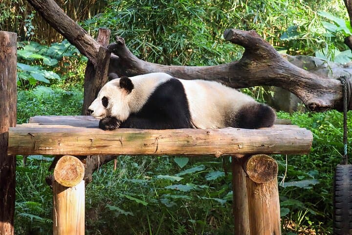 Dujiangyan, Qingcheng Mountain & Panda Park Private Day Tour from Chengdu photo 4