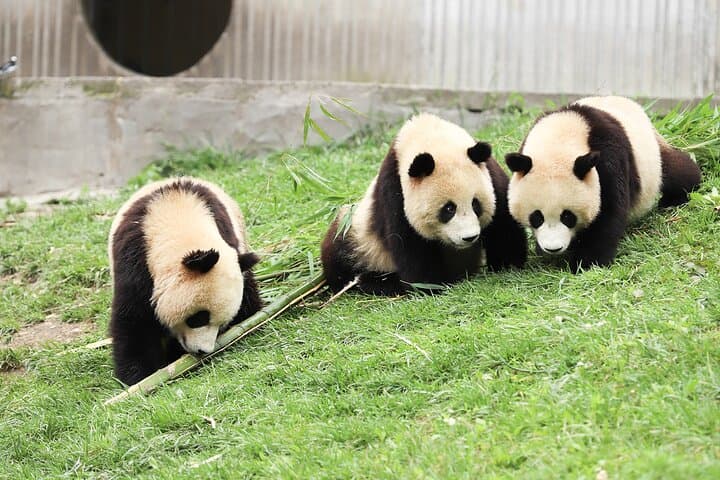 Dujiangyan, Qingcheng Mountain & Panda Park Private Day Tour from Chengdu photo 5