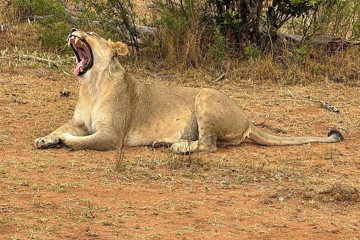 4-Night Luxury Safari in Madikwe & Pilanesberg: Game Drives, Big Five, and Private Lodges photo 2