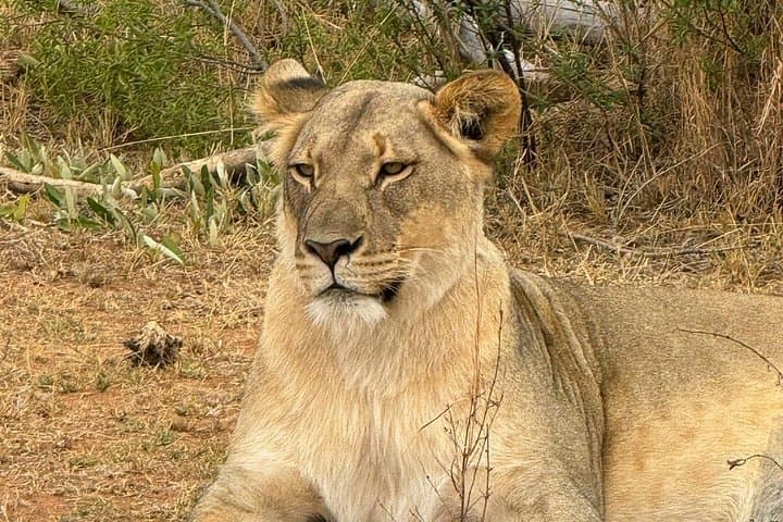 4-Night Luxury Safari in Madikwe & Pilanesberg: Game Drives, Big Five, and Private Lodges photo 3