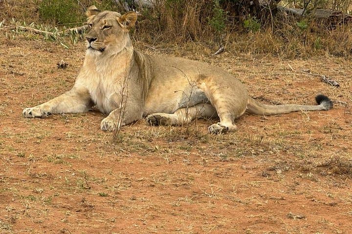 4-Night Luxury Safari in Madikwe & Pilanesberg: Game Drives, Big Five, and Private Lodges photo 4