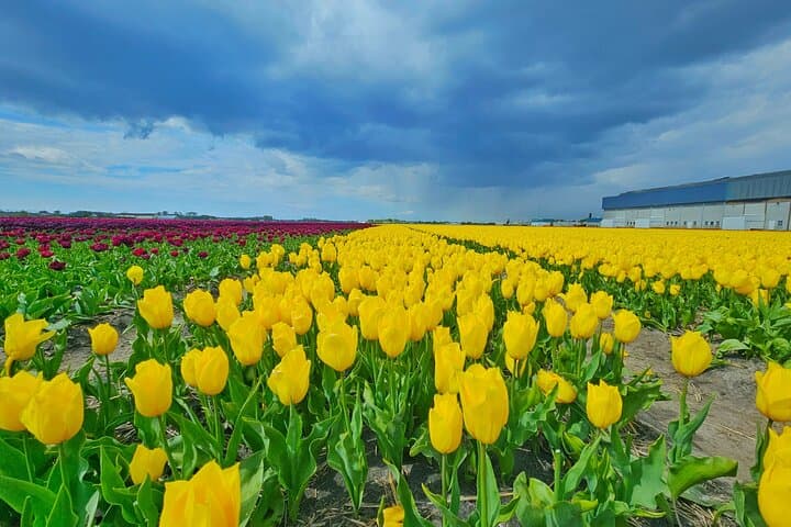 Keukenhof and Delft Day Tour from Amsterdam — Tulip Fields & Delftware photo 2