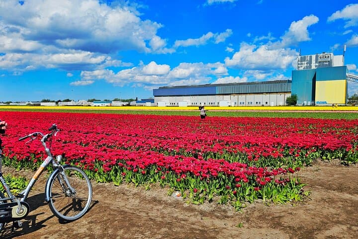 Keukenhof and Delft Day Tour from Amsterdam — Tulip Fields & Delftware