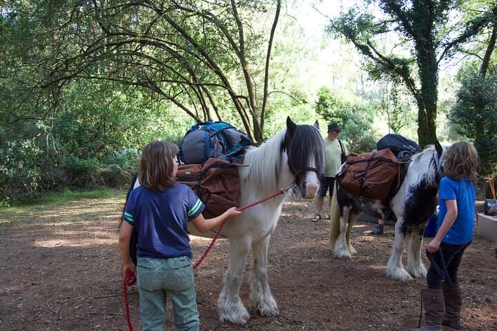 Pack Pony Wild Camping in Ancient Woodland, Dorset — 3-Day Pony-Packed Wild Camp