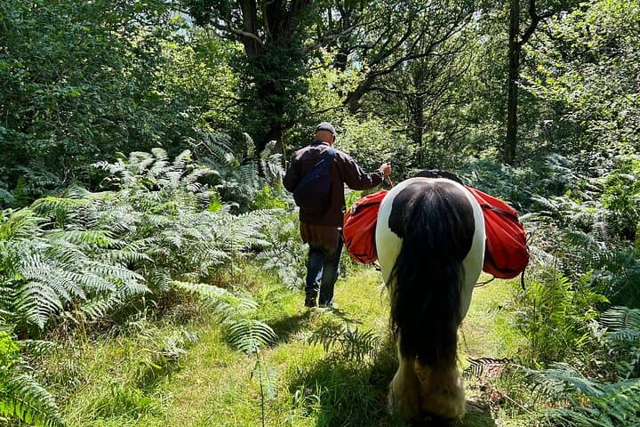 Pack Pony Wild Camping in Ancient Woodland, Dorset — 3-Day Pony-Packed Wild Camp photo 2