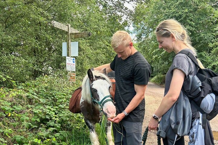 Pack Pony Wild Camping in Ancient Woodland, Dorset — 3-Day Pony-Packed Wild Camp photo 4