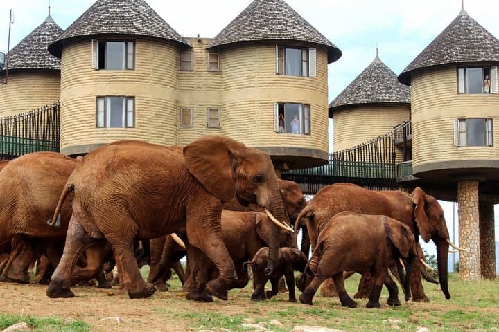 3-Day Luxury Tsavo West & Saltlick Safari from Nairobi photo 2
