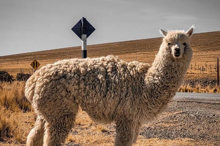 Pampas National Reserve Vicuña & Llama Sanctuary Day Tour from Nazca photo 4