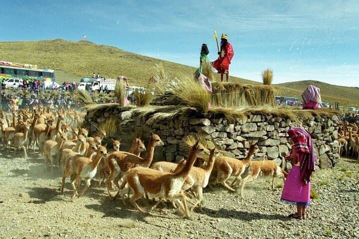 Pampas National Reserve Vicuña & Llama Sanctuary Day Tour from Nazca photo 3