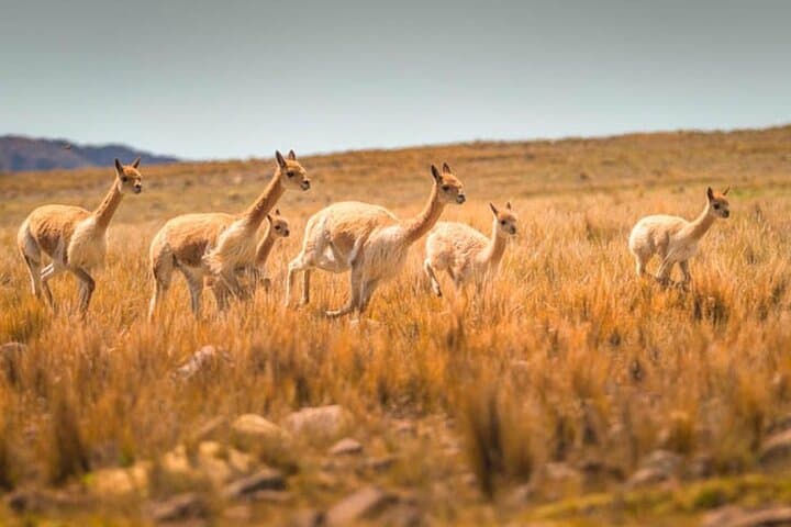Pampas National Reserve Vicuña & Llama Sanctuary Day Tour from Nazca photo 2
