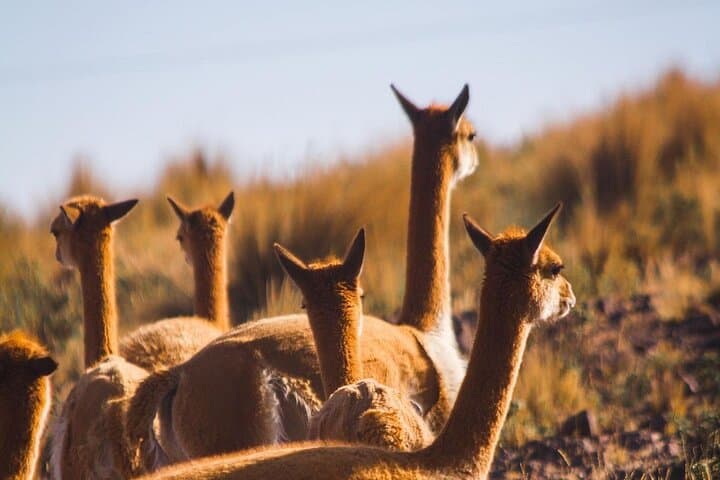 Pampas National Reserve Vicuña & Llama Sanctuary Day Tour from Nazca photo 1