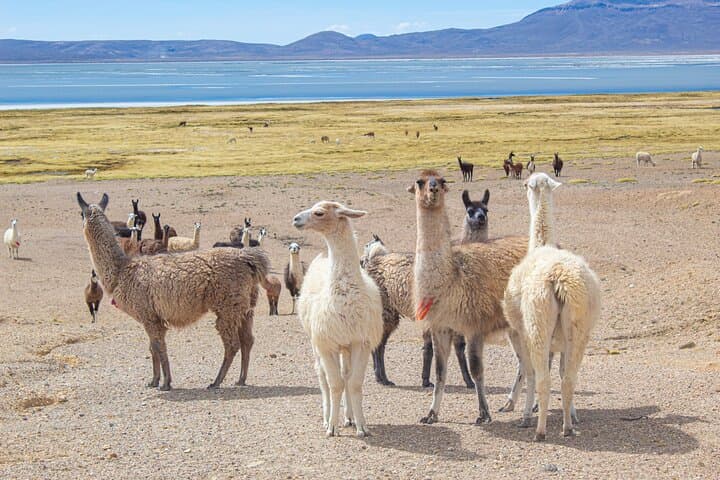 Arequipa Sillar Route: Petroglyphs, Quarries & Culebrillas Canyon photo 5