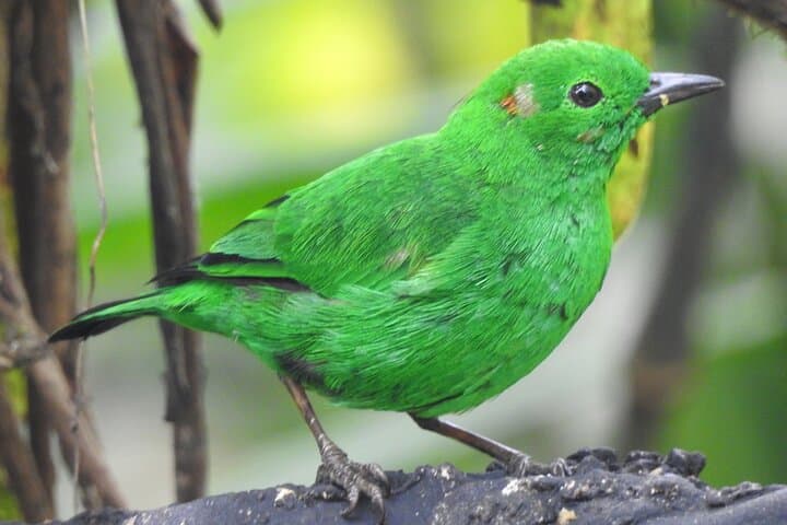 Quito Cloud Forest Hummingbirds and Old Town: Full-Day Private Tour photo 4