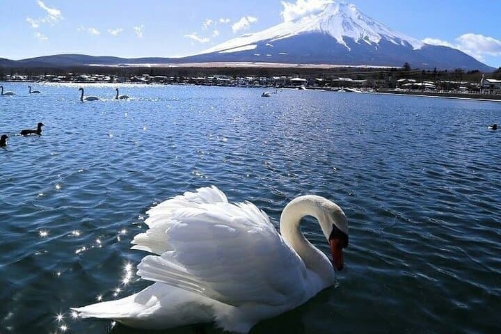 Mt Fuji, Hakone Shrine & Owakudani Day Tour from Tokyo photo 5