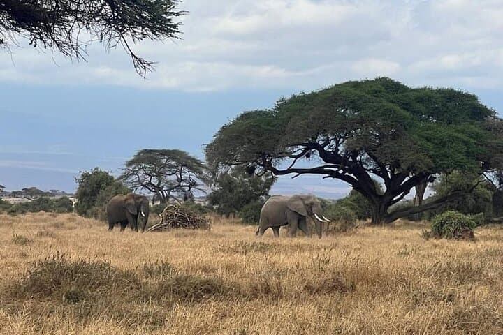 4-Day Amboseli and Tsavo Safari from Nairobi — Big Five Game Drives & Comfortable Lodges photo 2
