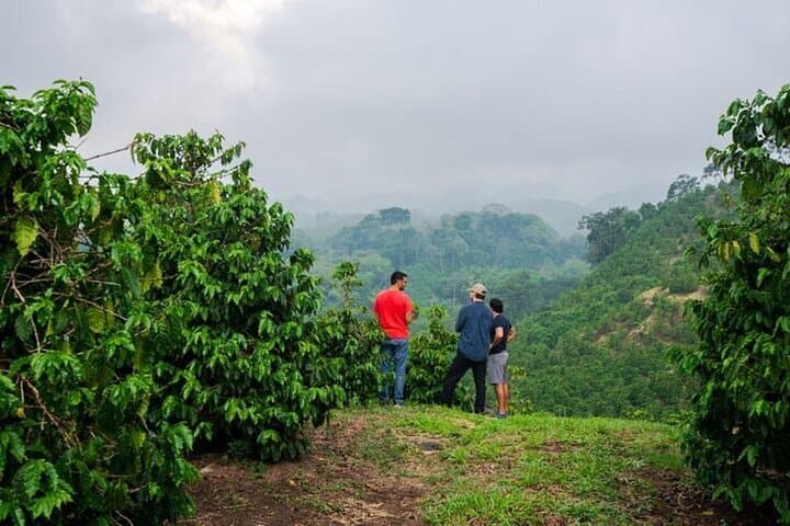 Discover Fairview Coffee Farm: Nairobi Day Tour & Coffee Tasting photo 2