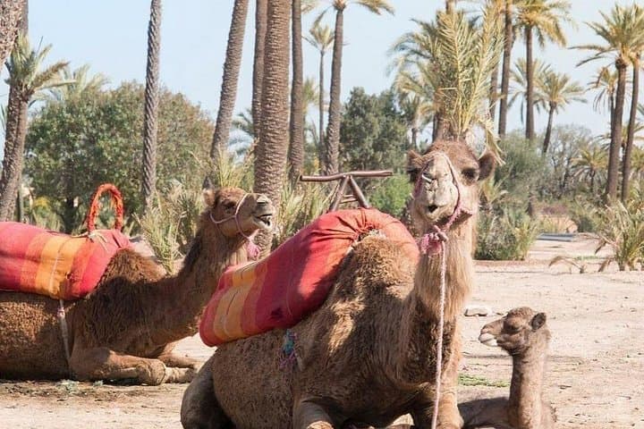 Quad Biking and Camel Ride in Marrakech’s Palmeraie: 2-Hour Oasis Adventure photo 2