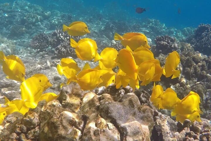 Afternoon Ali'i Adventure: Kona Catamaran Snorkel & Sail photo 5