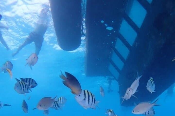 Glass-Bottom Semi-Submarine Tour — San Andrés Underwater Wildlife Viewing photo 3
