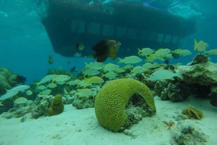 Glass-Bottom Semi-Submarine Tour — San Andrés Underwater Wildlife Viewing photo 6