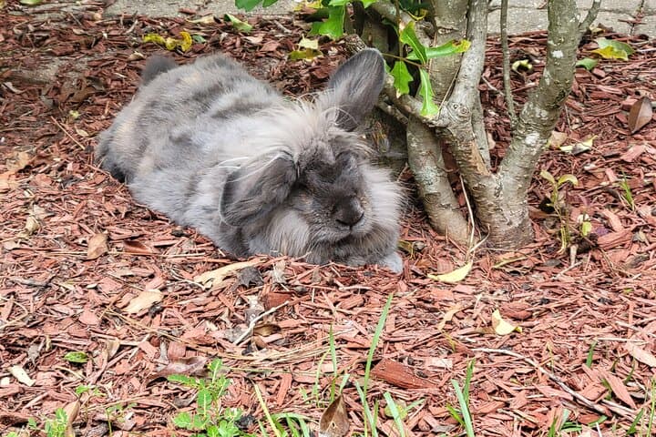 Private Rabbit and Chicken Petting Experience in Navarre, FL — Bunnychick Haven Visit