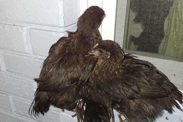 Private Rabbit and Chicken Petting Experience in Navarre, FL — Bunnychick Haven Visit photo 2