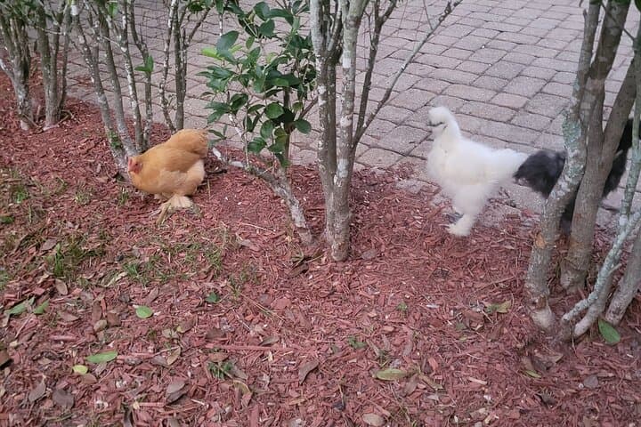Private Rabbit and Chicken Petting Experience in Navarre, FL — Bunnychick Haven Visit photo 3