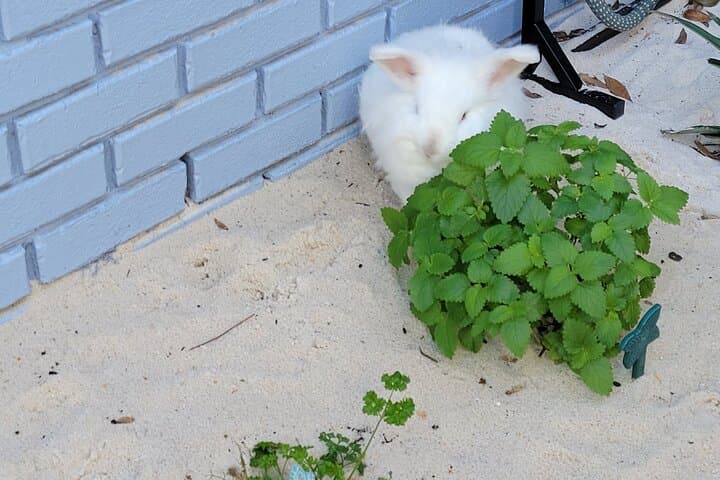 Private Rabbit and Chicken Petting Experience in Navarre, FL — Bunnychick Haven Visit photo 4