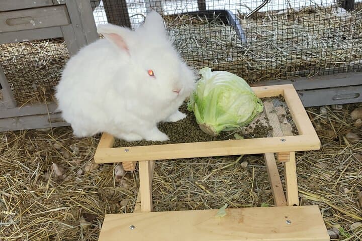 Private Rabbit and Chicken Petting Experience in Navarre, FL — Bunnychick Haven Visit photo 5
