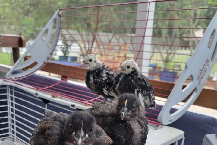 Private Rabbit and Chicken Petting Experience in Navarre, FL — Bunnychick Haven Visit photo 6