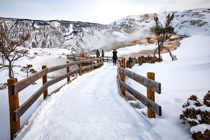 Yellowstone Winter Wildlife Safari: Lamar Valley Wolves & Mammoth Hot Springs Snowshoe photo 2