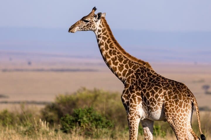 Gambia to Senegal Day Tour: Banjul–Barra Ferry and Fathala Safari