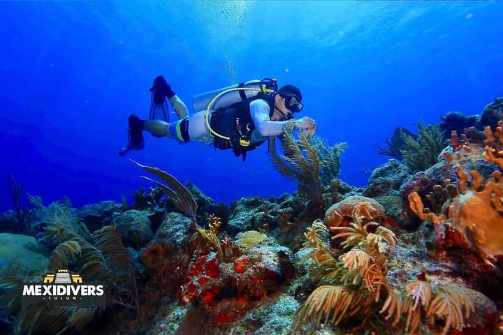 Tulum Two-Tank Reef Dive: Explore the Mesoamerican Reef from Tulum Beach photo 2