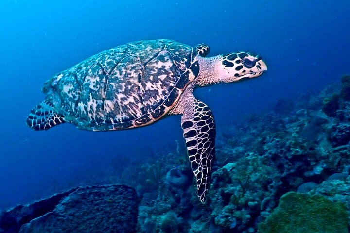 Discover Scuba Diving at Casa Cenote, Tulum — Beginner-Friendly Cenote Dive photo 6