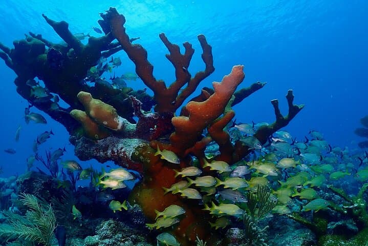 Discover Scuba Diving at Casa Cenote, Tulum — Beginner-Friendly Cenote Dive photo 3
