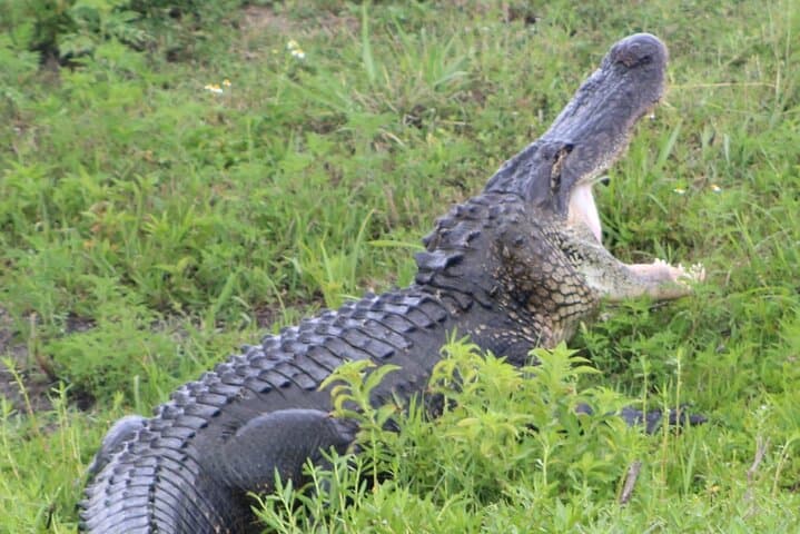 Sassy’s Silver Springs Kayak and Paddleboard Tours — Paddle the Crystal Silver River with Manatees photo 2