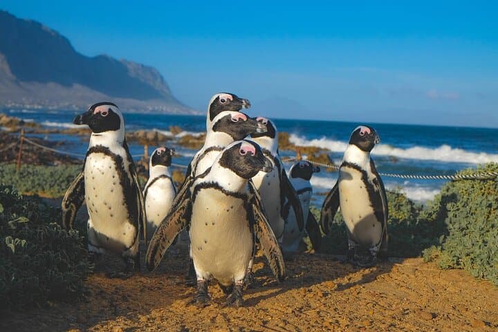 Table Mountain & Boulders Beach Penguins — Private Cape Town Day Tour photo 6