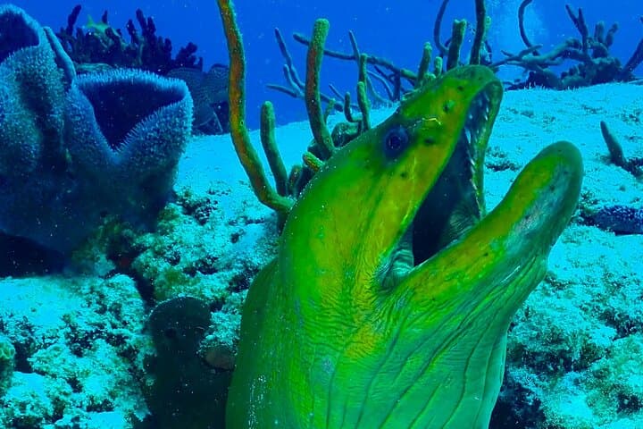 Tulum Two-Tank Reef Dive: Explore the Mesoamerican Reef from Tulum Beach photo 3