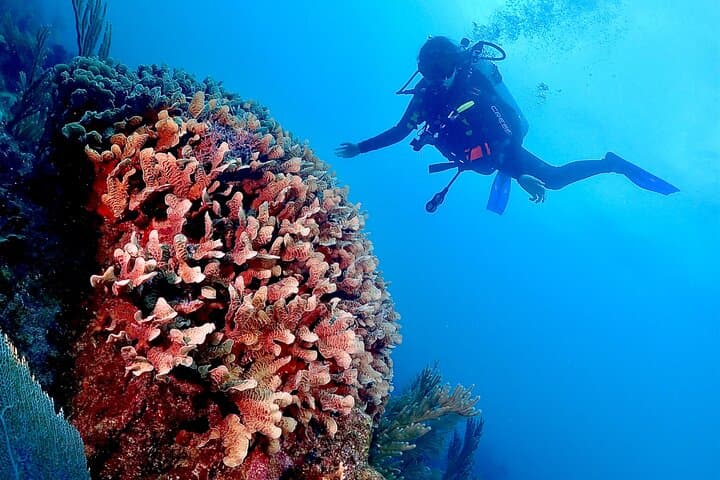 Tulum Two-Tank Reef Dive: Explore the Mesoamerican Reef from Tulum Beach photo 5