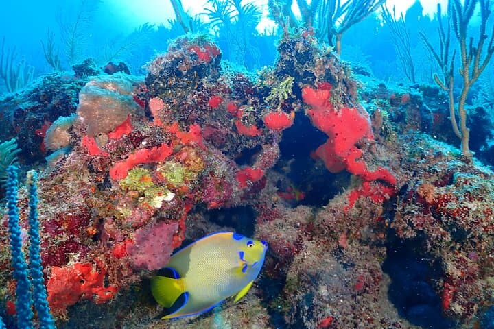 Tulum Two-Tank Reef Dive: Explore the Mesoamerican Reef from Tulum Beach photo 6