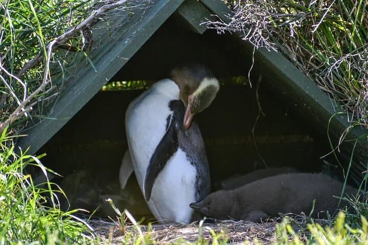Dunedin Wildlife & Penguin Tour — Taiaroa Head, The OPERA and Peninsula Highlights
