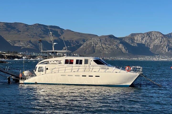 Full-Day Whale Watching and Winelands Tasting from Cape Town